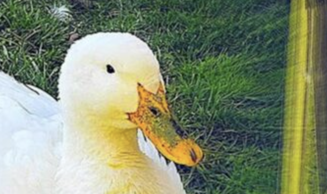 Memetic Wednesday: All Those Trump Memes I’m Sure You Wanted